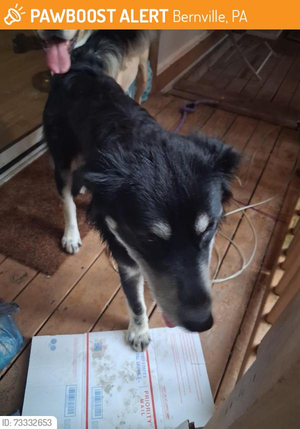 Found/Stray Male Dog last seen Shartlesville rd bernville pa, Bernville, PA 19506