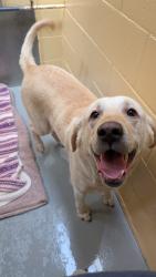 Found/Stray Male Dog last seen Mariner way, Coquitlam, BC V3J 6N9