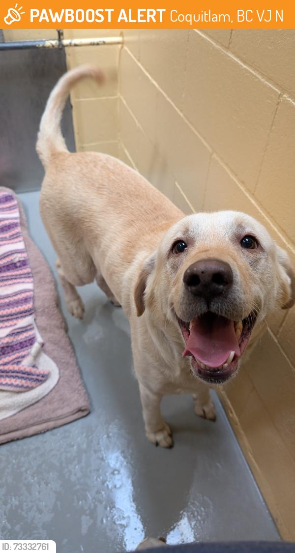 Found/Stray Male Dog last seen Mariner way, Coquitlam, BC V3J 6N9