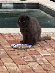 Reunited Unknown Cat last seen Cumbie, Orlando, FL 32804