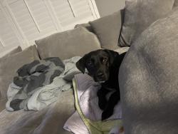Lost Male Dog last seen Northlake & East highland pines, West Palm Beach, FL 33418