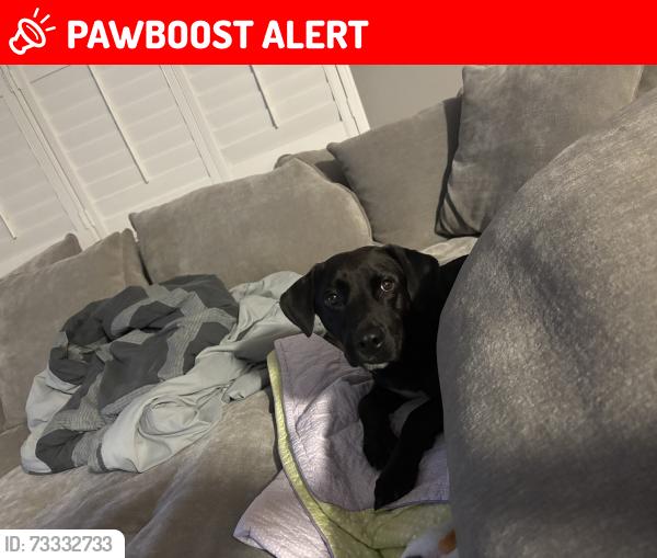 Lost Male Dog last seen Northlake & East highland pines, West Palm Beach, FL 33418