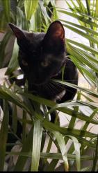 Reunited Female Cat last seen Walnut Street, Forty Fort, Kingston, PA 18704
