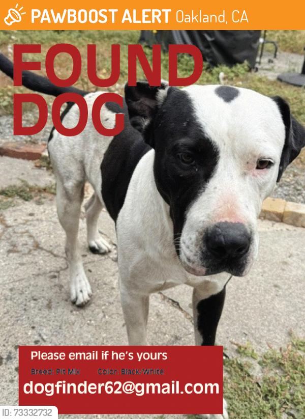 Found/Stray Male Dog last seen Fruitvale Ave and 7th St, Oakland, Ca, Oakland, CA 94601