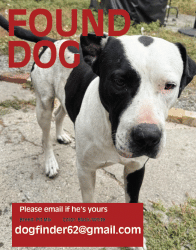 Found/Stray Male Dog last seen Fruitvale Ave and 7th St, Oakland, Ca, Oakland, CA 94601