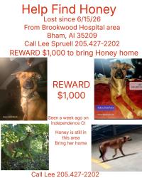 Lost Female Dog last seen Near Brookwood hosp, Birmingham, AL 35209