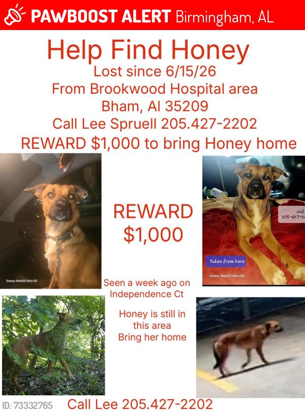 Lost Female Dog last seen Near Brookwood hosp, Birmingham, AL 35209