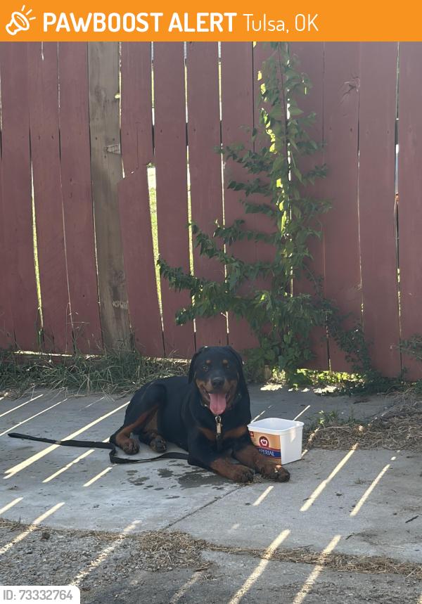 Found/Stray Unknown Dog last seen Pine and Peoria, Tulsa, OK 74106