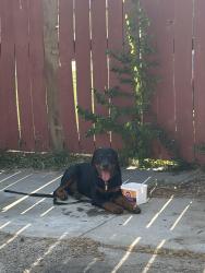 Found/Stray Unknown Dog last seen Pine and Peoria, Tulsa, OK 74106