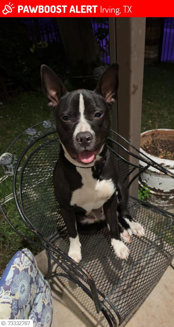 Lost Female Dog last seen home, Irving, TX 75062