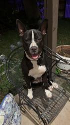 Lost Female Dog last seen home, Irving, TX 75062