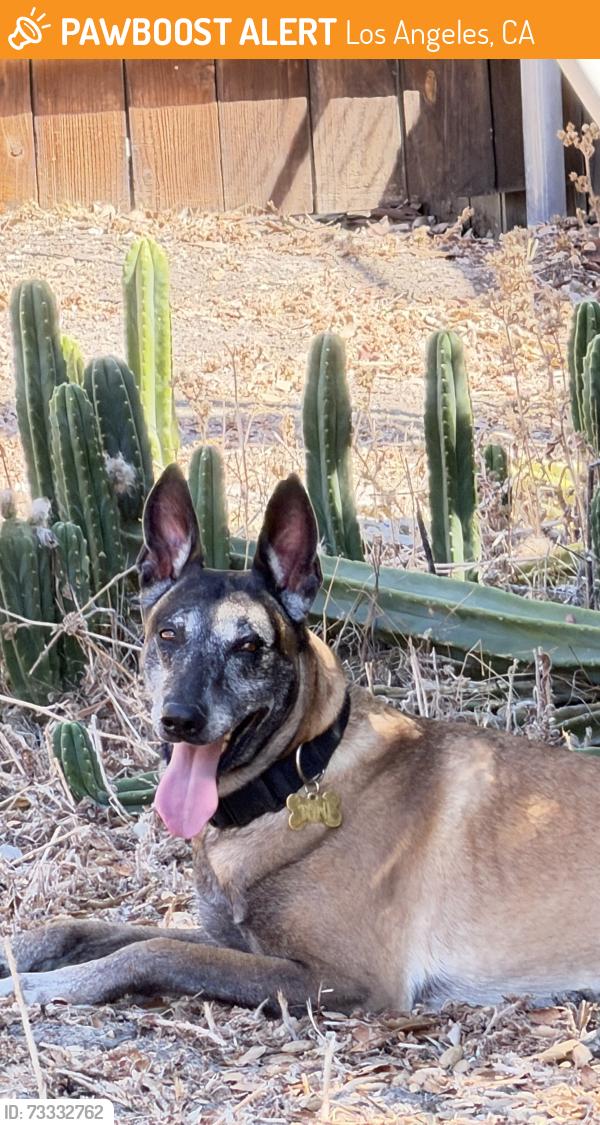Found/Stray Male Dog last seen Claifa St near Woodlake Elementary, Los Angeles, CA 91367