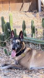 Found/Stray Male Dog last seen Claifa St near Woodlake Elementary, Los Angeles, CA 91367