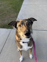 Reunited Male Dog last seen Fifth and patterson, Oxnard, CA 93035