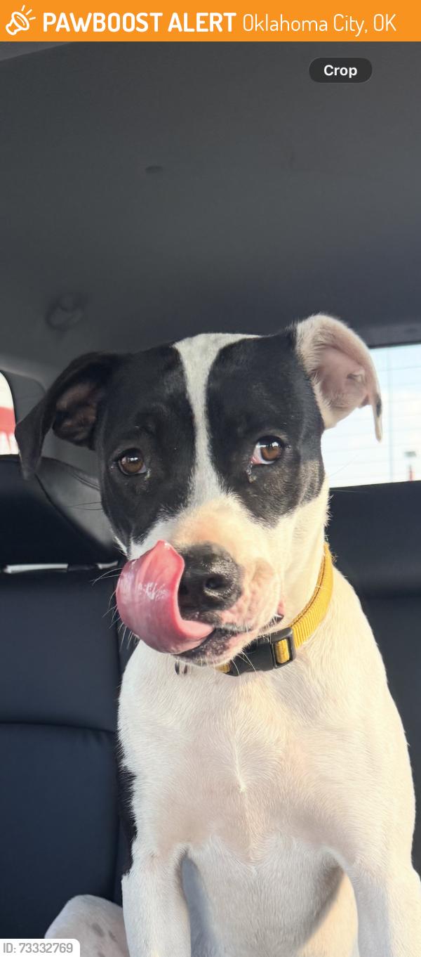 Found/Stray Unknown Dog last seen N Pennsylvania, Oklahoma City, OK 73134