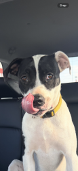 Found/Stray Unknown Dog last seen N Pennsylvania, Oklahoma City, OK 73134