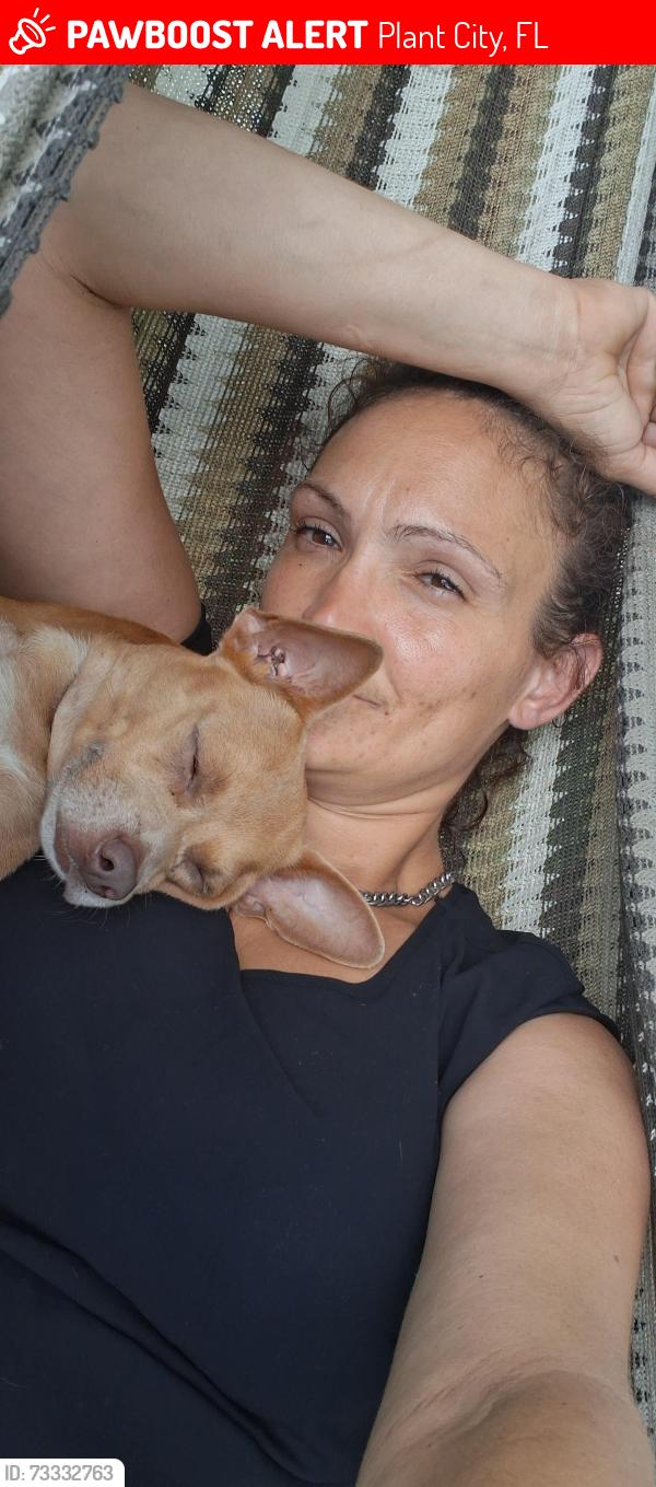 Lost Male Dog last seen Na, Plant City, FL 33527