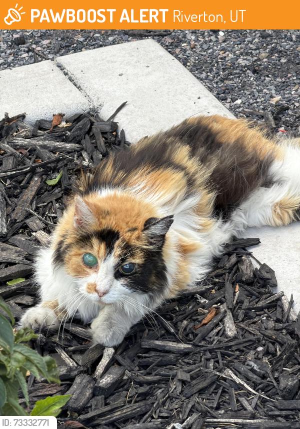 Found/Stray Unknown Cat last seen Near w 13400 s, Riverton, UT 84065