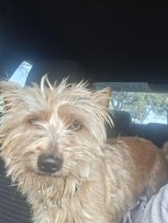 Reunited Male Dog last seen Evening Shade & Kingfisher, Arlington, TX 76002