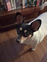 Reunited Female Dog last seen Speedway and main, Tucson, AZ 85705