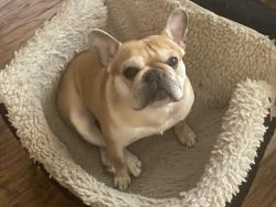 Reunited Male Dog last seen Near Ruby Ave, Hemet, CA 92543, USA, Hemet, CA 92543