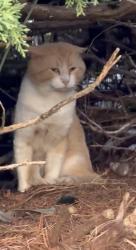 Found/Stray Unknown Cat last seen Regency luxury apmts, Fayetteville, NC 28304