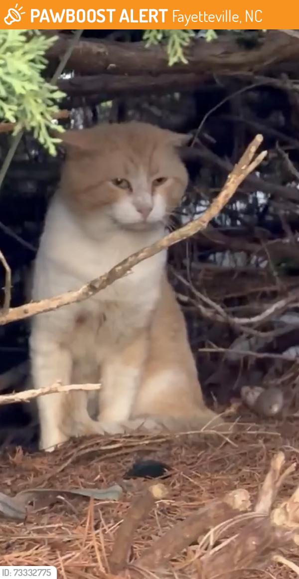 Found/Stray Unknown Cat last seen Regency luxury apmts, Fayetteville, NC 28304