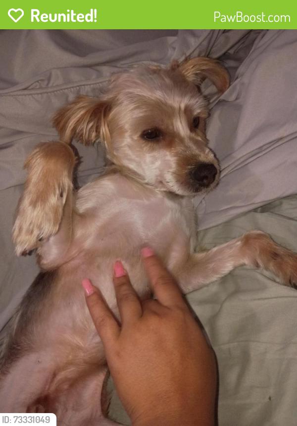 Reunited Male Dog last seen Near s kingston ave, Chicago, IL 60649