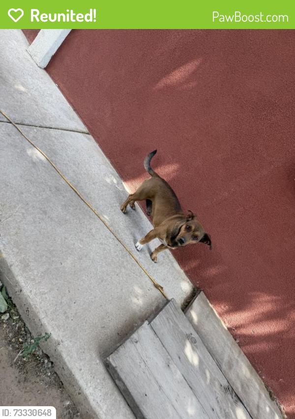 Reunited Male Dog last seen Bridge & Goff, Albuquerque, NM 87105