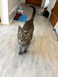 Reunited Male Cat last seen SE Tibbetts St between 26th and 28th, Portland, OR 97202
