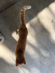 Lost Male Cat last seen campton hills, St. Charles, IL 60175
