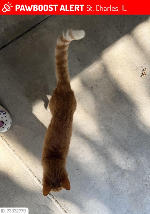 Lost Male Cat last seen campton hills, St. Charles, IL 60175