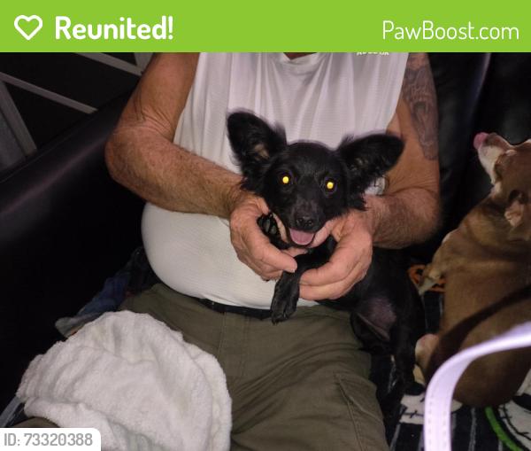 Reunited Female Dog last seen Montara way and Bidwell ln San Jacinto, San Jacinto, CA 92583