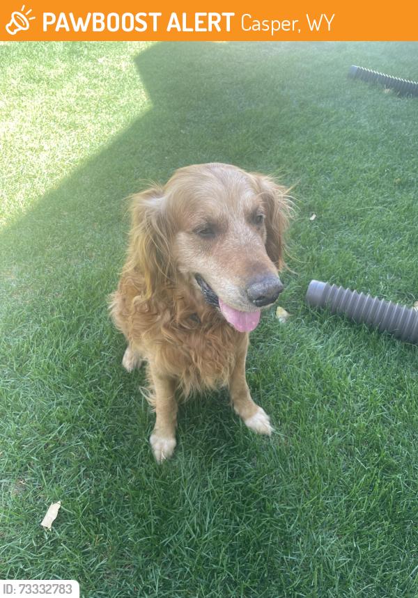 Found/Stray Male Dog last seen Wolf Creek - Casper, Casper, WY 82604