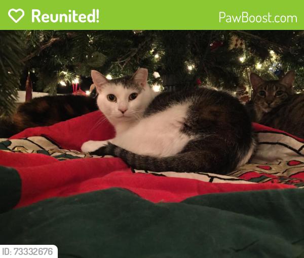 Reunited Female Cat last seen Near Gatlin Ave, Orlando, FL 32806, USA, Orlando, FL 32806