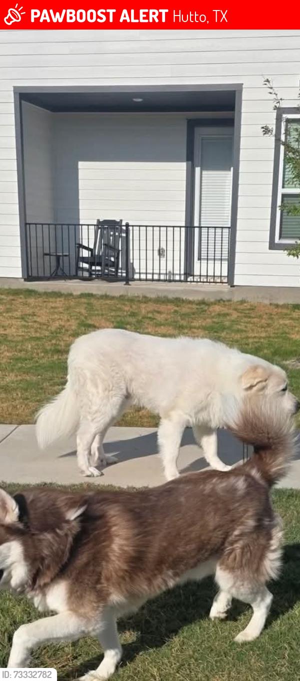 Lost Male Dog last seen Emory Crossing, Hutto, TX 78634