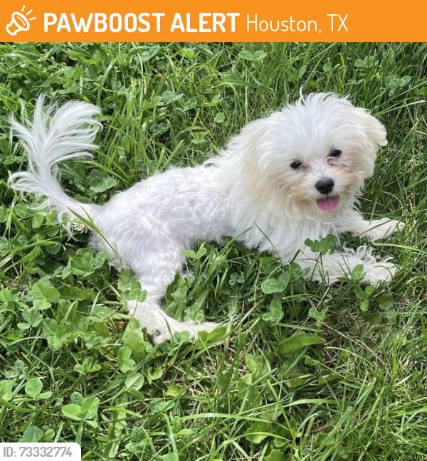 Found/Stray Male Dog last seen Houston, Houston, TX 77002