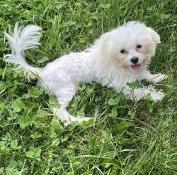 Found/Stray Male Dog last seen Houston, Houston, TX 77002