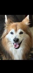 Lost Female Dog last seen Last seen by the baseball fields, Lake Vista Park., St. Petersburg, FL 33705