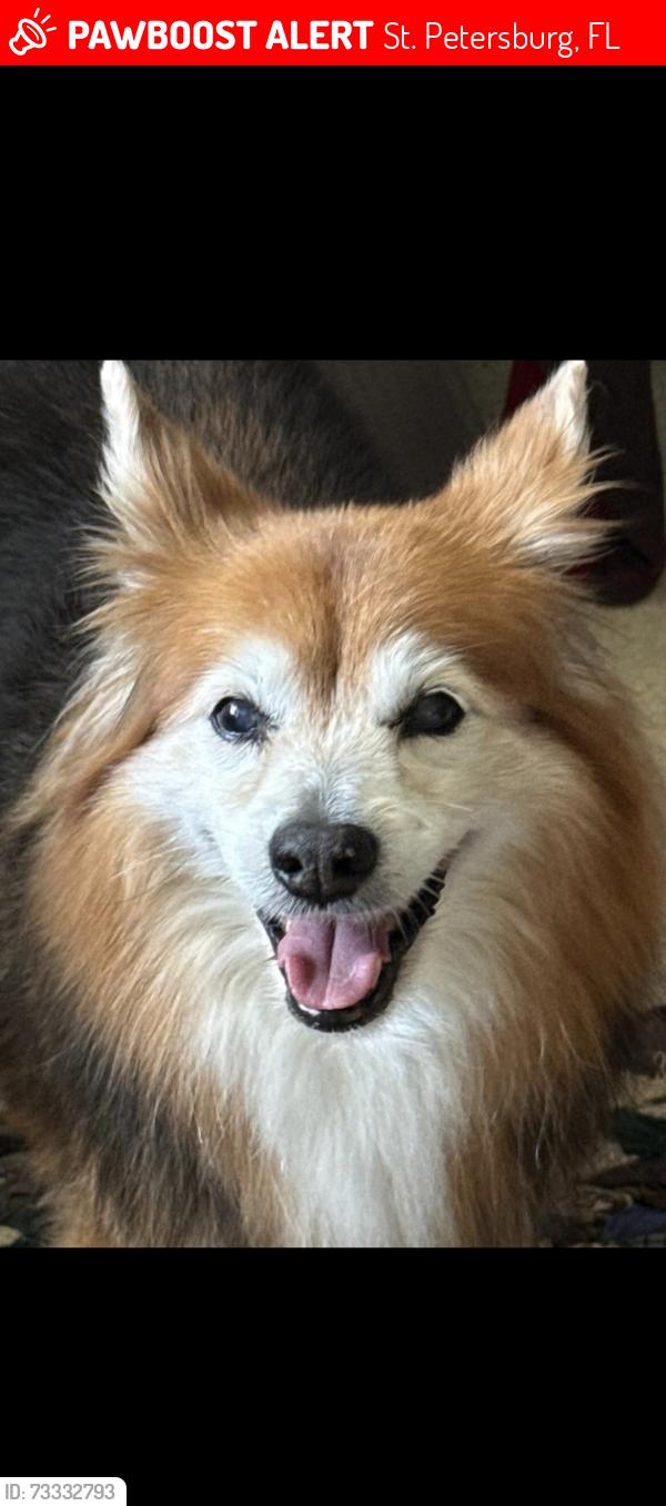 Lost Female Dog last seen Last seen by the baseball fields, Lake Vista Park., St. Petersburg, FL 33705
