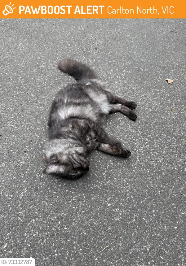 Found/Stray Unknown Cat last seen Cnr canning & princes st , back towards Nicholson st on the Carlton side, Carlton North, VIC 3054