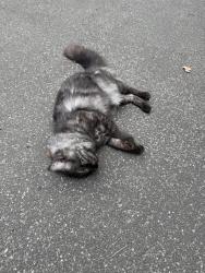 Found/Stray Unknown Cat last seen Cnr canning & princes st , back towards Nicholson st on the Carlton side, Carlton North, VIC 3054