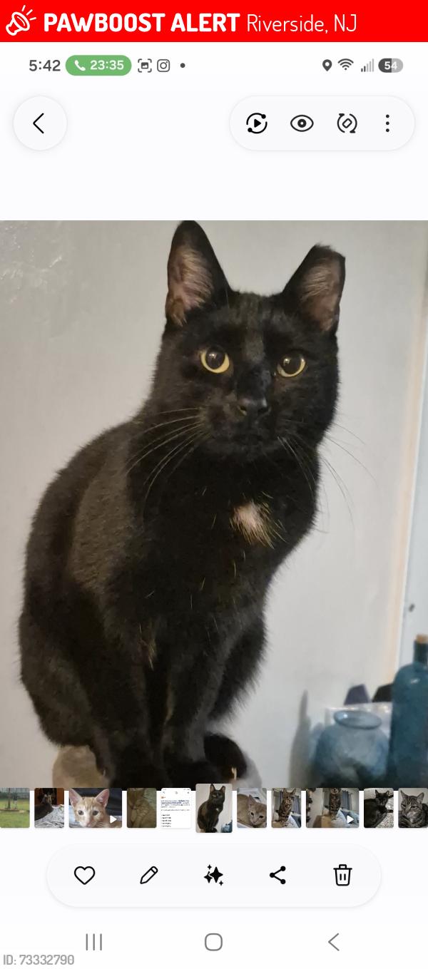 Lost Male Cat last seen Chester ave, Riverside, NJ 08075