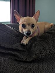 Reunited Female Dog last seen 40th st & 7th Ave N, St. Petersburg, FL 33713