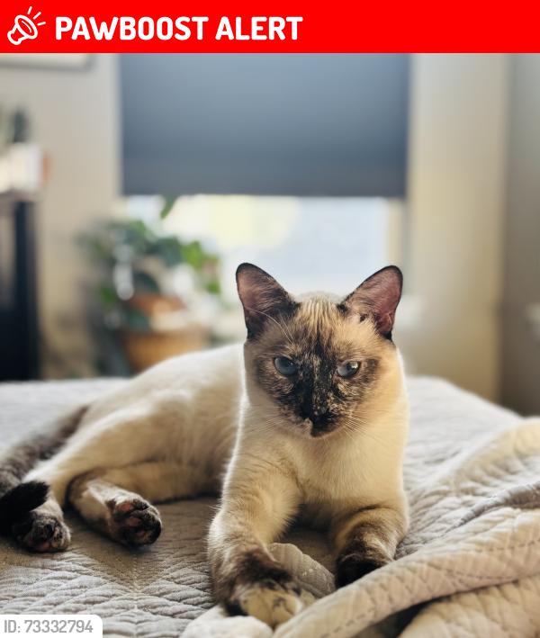 Lost Female Cat last seen Raven Hills, Colorado Springs, CO 80919