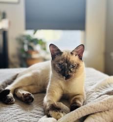 Lost Female Cat last seen Raven Hills, Colorado Springs, CO 80919