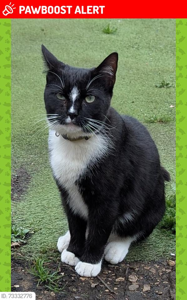 Lost Male Cat last seen Hall Park HIll, Sheffield, South Yorkshire, England 