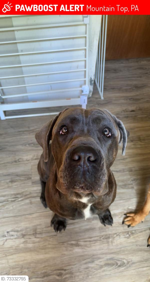 Lost Male Dog last seen Shawnee dr and carol rd, Mountain Top, PA 18707