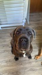 Lost Male Dog last seen Shawnee dr and carol rd, Mountain Top, PA 18707