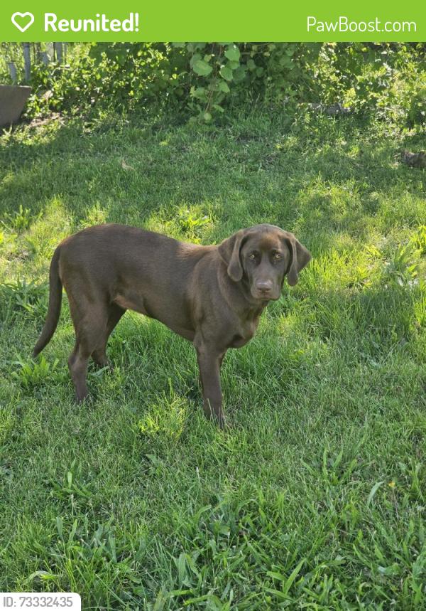 Reunited Female Dog last seen Boyson and council, Cedar Rapids, IA 52402
